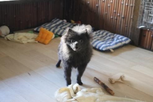 販売中のポメラニアンの親犬